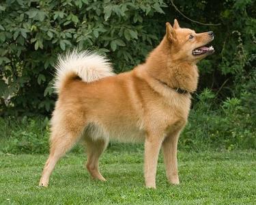 芬兰猎犬(英文:finnish spitz),别名芬兰狐狸犬,芬兰狐犬,原产地芬兰
