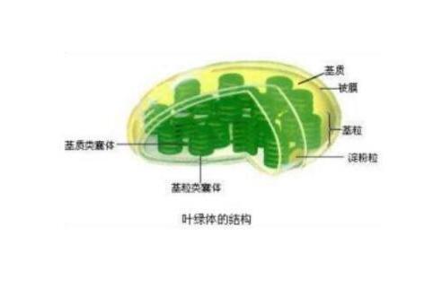 类囊体 搜狗百科