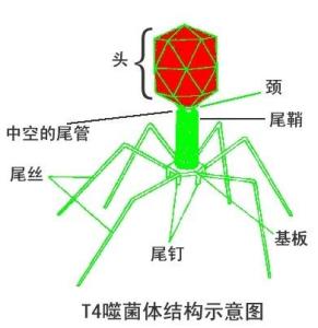 噬菌体平板图片图片