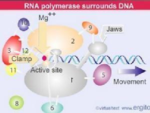 聚合酶分子反应示意图