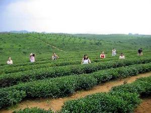 双浦镇茶园