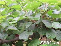 阔叶猕猴桃 Actinidia latifolia