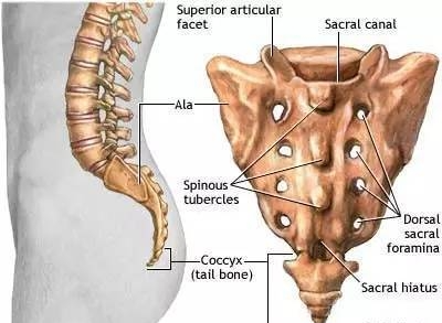 尾椎几节具体位置图片图片