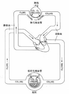 肺泡与组织气体交换示意图（mmHg）