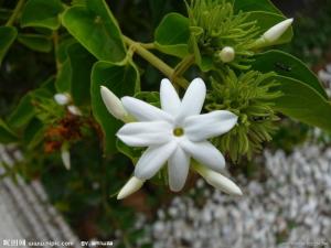 双瓣茉莉