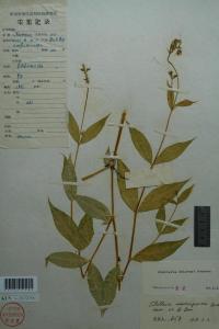 大叶繁缕