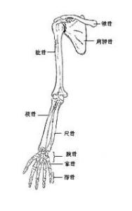 人类的上肢骨