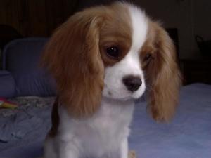 骑士查理王猎犬
