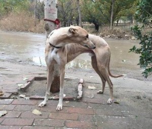 格力犬