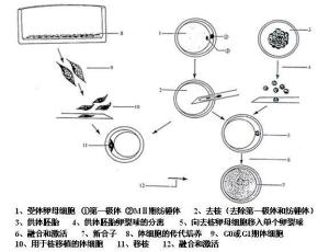 细胞核移植技术 