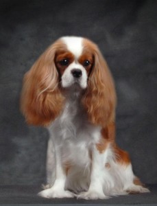 查尔斯王骑士猎犬