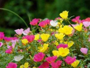 午时花