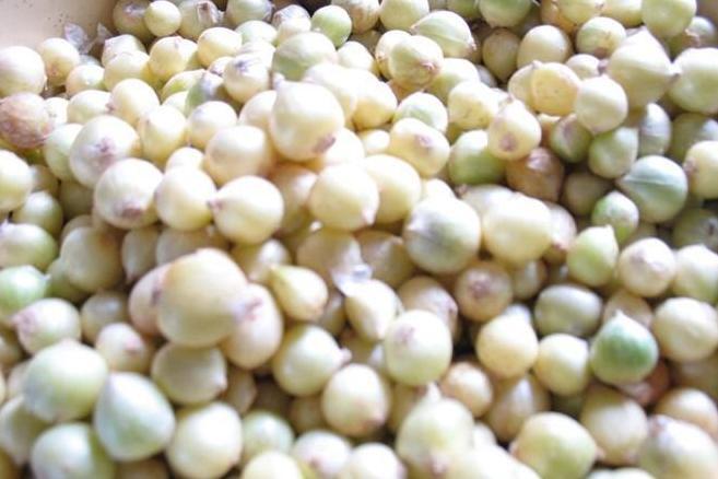 苦藠 百合目百合科植物 搜狗百科 苦藠 百合目百合科植物 搜狗百科