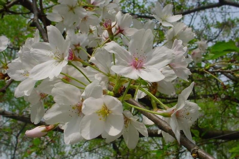 东京樱花 蔷薇科樱属植物 搜狗百科