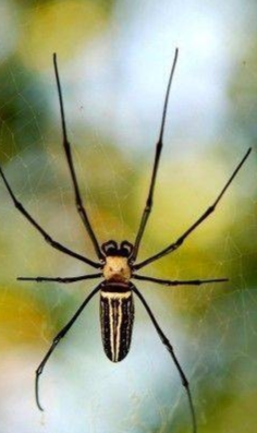 国内常见蜘蛛品种大全图片