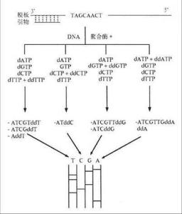 DNA测序技术