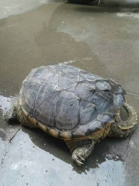 鳄龟