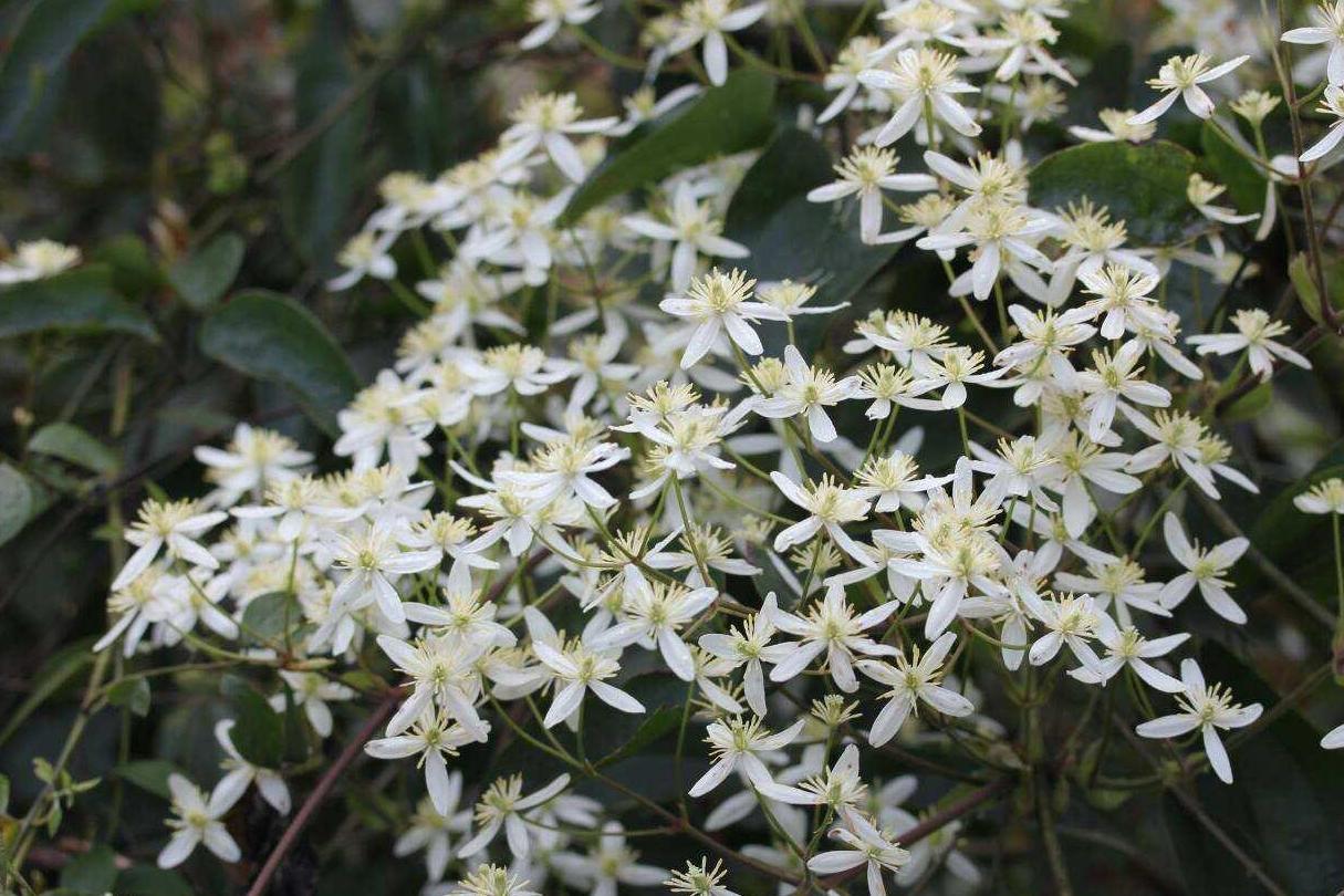 小木通(毛茛科铁线莲属植物)_搜狗百科