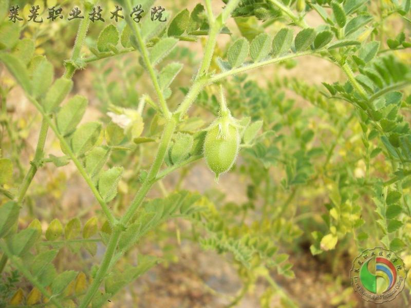 小叶鹰嘴豆