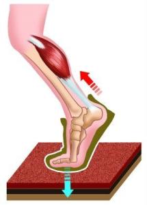 跟腱