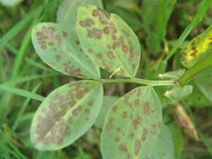 蚕豆赤斑病