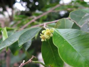 莞香树