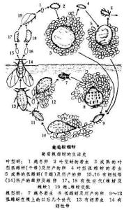 葡萄根瘤蚜