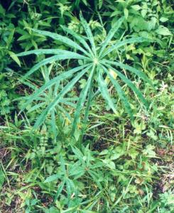 变性植物图册