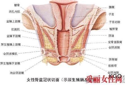 尿道口 搜狗百科 尿道口 搜狗百科