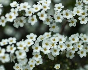 雪柳花线叶绣线菊