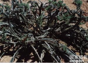 四合木属植物：四合木植物形态及绘图