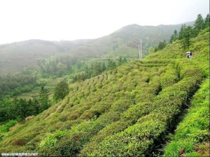 庐山云雾茶茶园