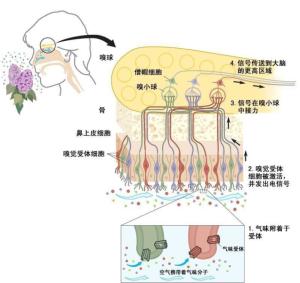 人类嗅觉原理图