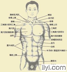 肌性标志图册