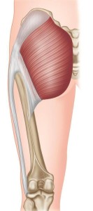 編輯1臀肌攣縮症症狀肌肉類別gluteus外文名名詞性質臀肌中文名詞條