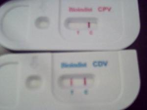 CDV _ 百科