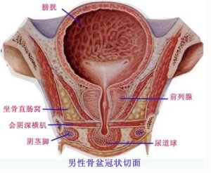 膀胱后角示意图图片
