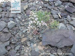 疏花驼舌草花果