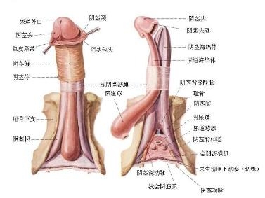 男性外生殖器