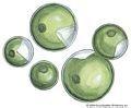 小球藻属绿藻Chlorella vulgaris