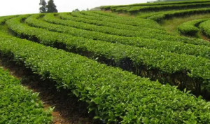 茶树