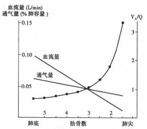 正常成年人直立时肺泡通气与肺血液的分布