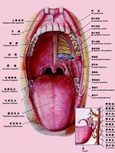 喉咙各个部位名称图图片