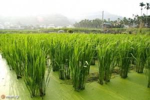 挺水植物 搜狗百科