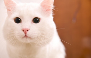 土耳其安哥拉猫