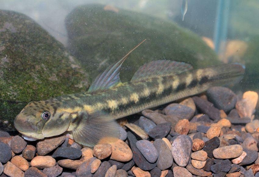 丝是什么动物 0