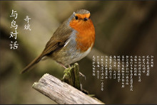 与鸟对话