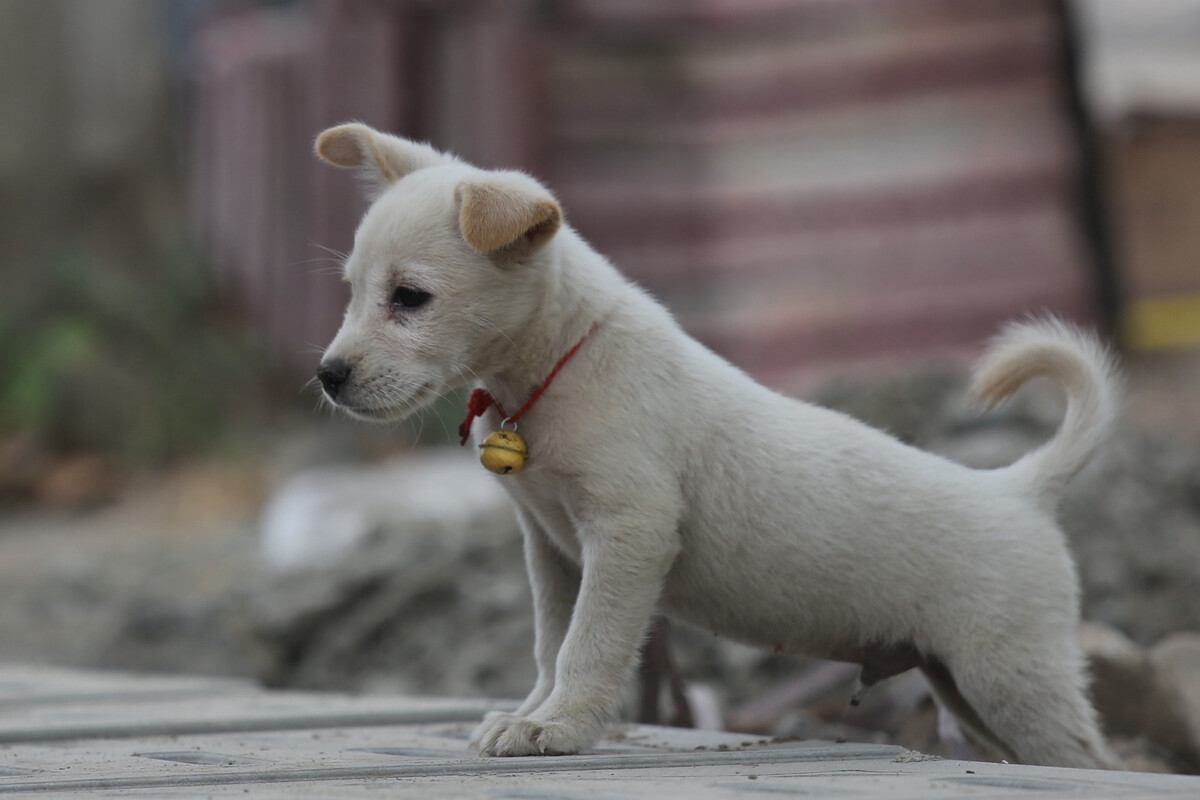 中华田园犬