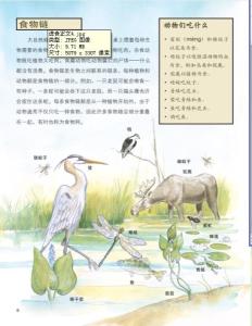 部分动植物的食物链