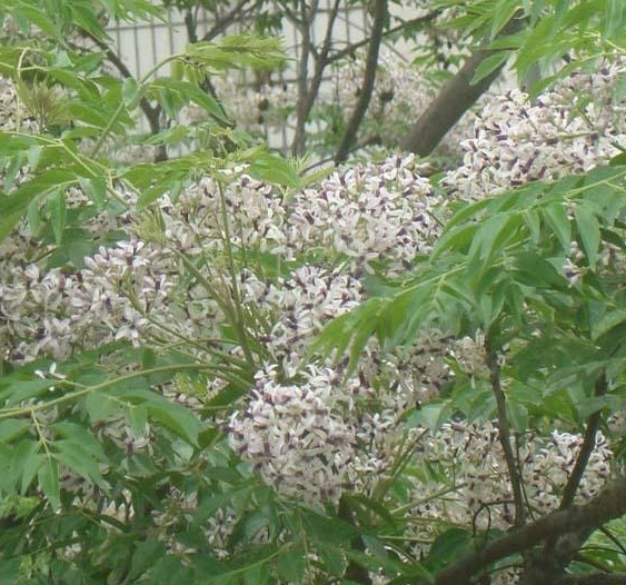 苦楝树